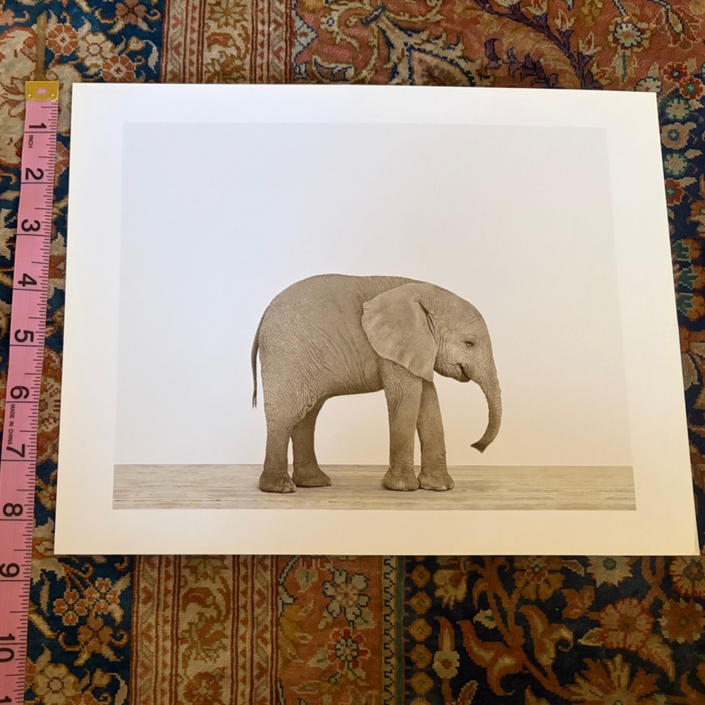 Two original prints by Sharon Montrose for The Animal Print Studio. 8.5 x 11 - Picture 8 of 12
